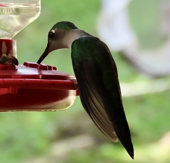 Wedge-tailed Sabrewing (Pampa curvipennis), photo 4