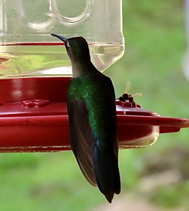 Wedge-tailed Sabrewing (Pampa curvipennis), photo 5