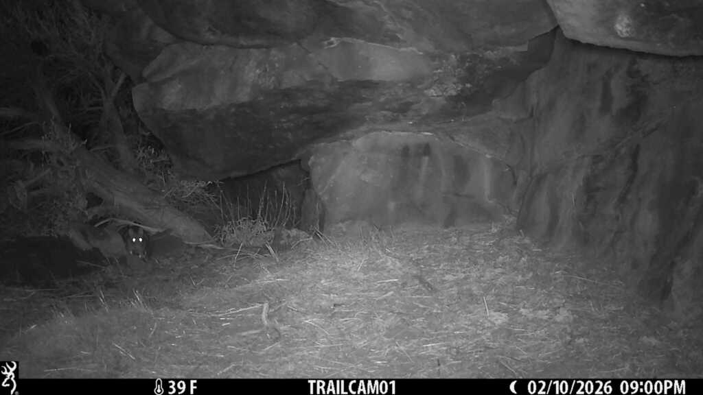 Timber Rats Oregon Bushy-tailed Woodrat from Jefferson County, US-OR, US on February 20 ...