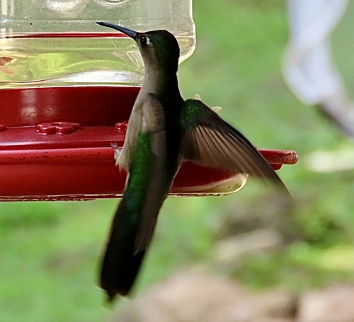 Wedge-tailed Sabrewing (Pampa curvipennis), photo 9