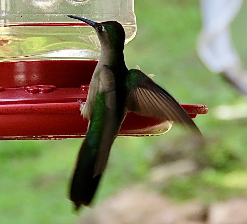 Wedge-tailed Sabrewing (Pampa curvipennis), photo 6