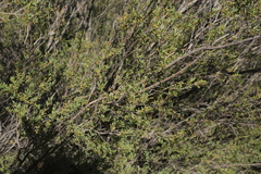 Leptospermum coriaceum