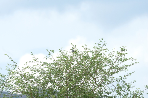 Chestnut-vented Warbler (Curruca subcoerulea), photo 2