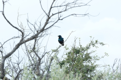 Burchell's Starling (Lamprotornis australis)