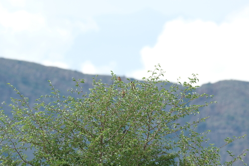 Great Sparrow (Passer motitensis), photo 2