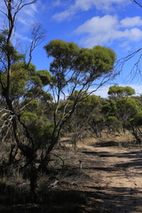 Eucalyptus leptophylla