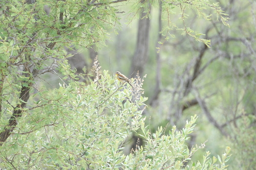 Golden-breasted Bunting (Emberiza flaviventris), photo 2
