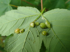 Pediaspis aceris