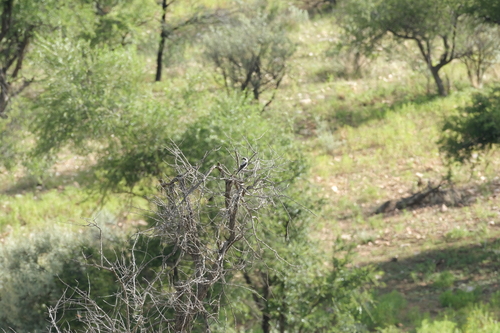 Lesser Grey Shrike (Lanius minor)