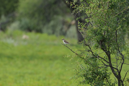 Marico Flycatcher (Bradornis mariquensis)