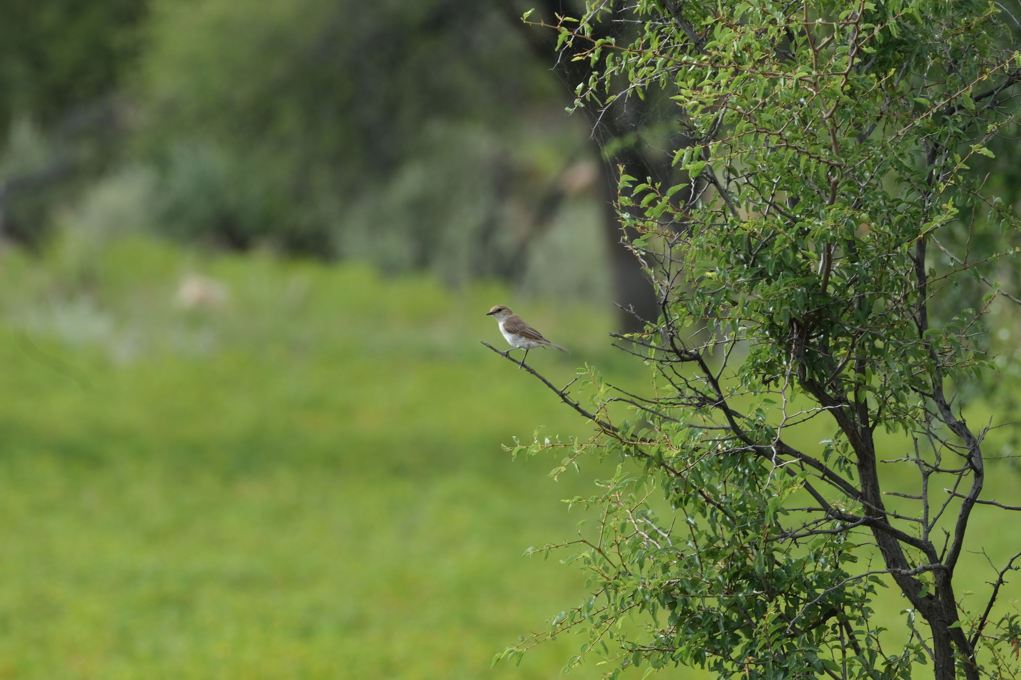 Marico Flycatcher (Bradornis mariquensis), photo 1