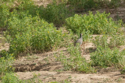 Red-billed Spurfowl (Pternistis adspersus)