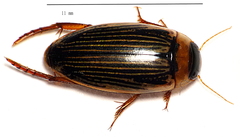 Lancetes lanceolatus