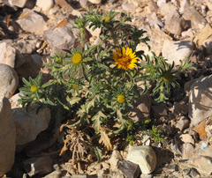 Asteriscus graveolens