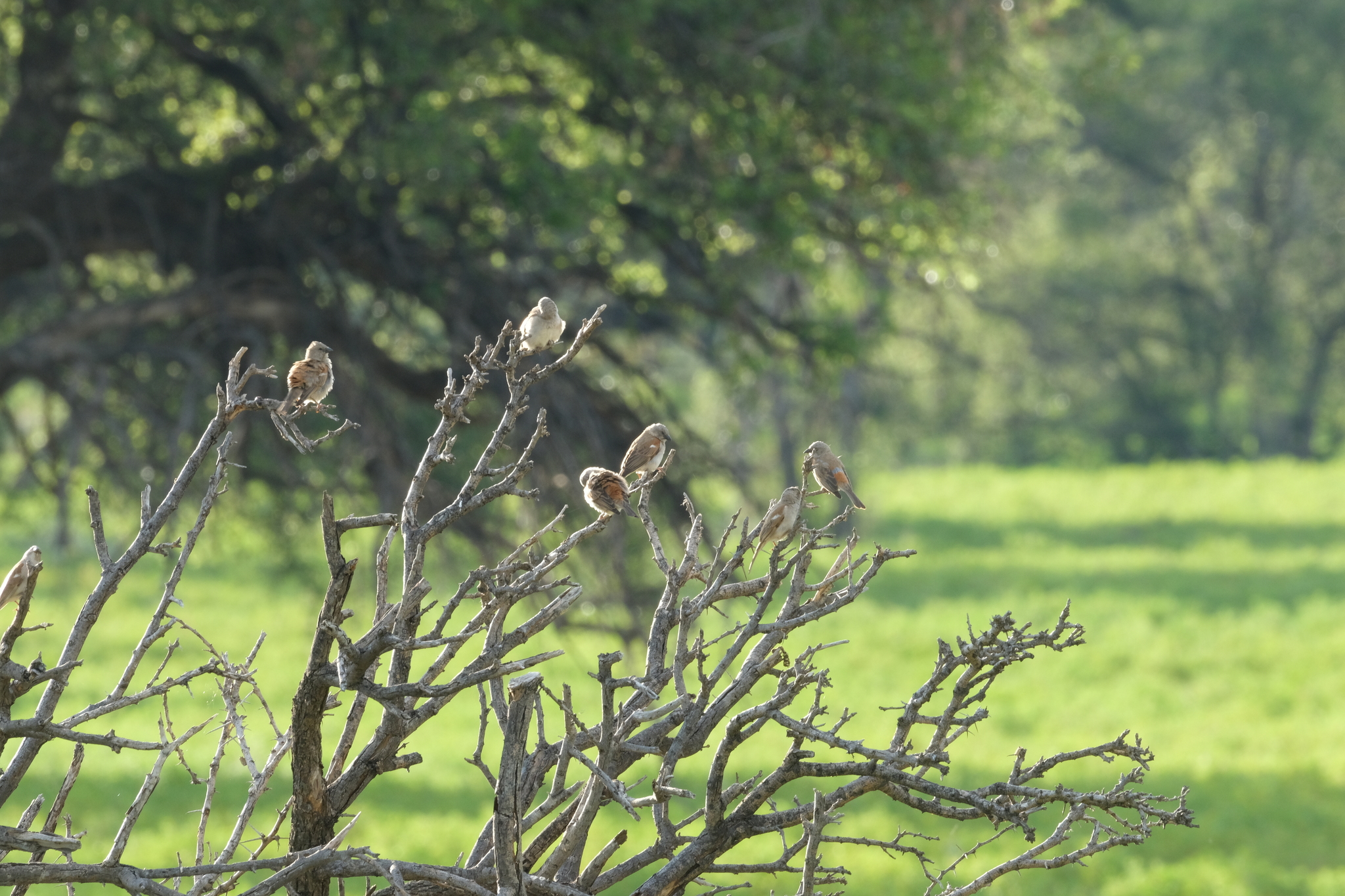 Southern Grey-headed Sparrow (Passer diffusus), photo 5