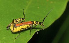 Chauliognathus atricornis