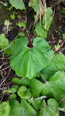 Petasites formosanus