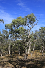 Eucalyptus largiflorens