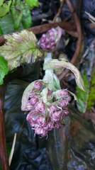 Petasites formosanus