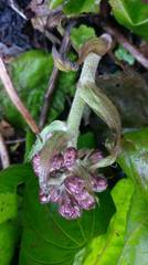 Petasites formosanus