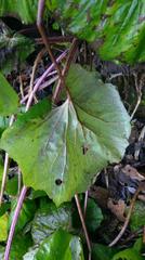 Petasites formosanus