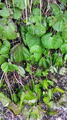 Petasites formosanus