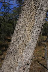 Eucalyptus largiflorens