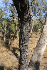 Eucalyptus largiflorens