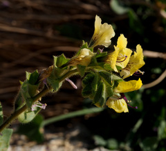 Hyoscyamus desertorum