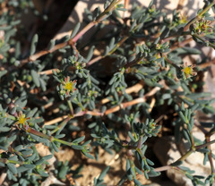 Gymnocarpos decander