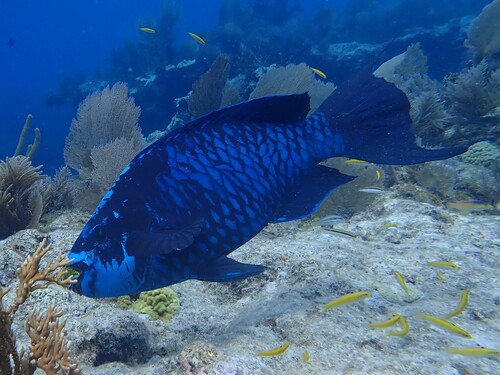 Midnight Parrotfish