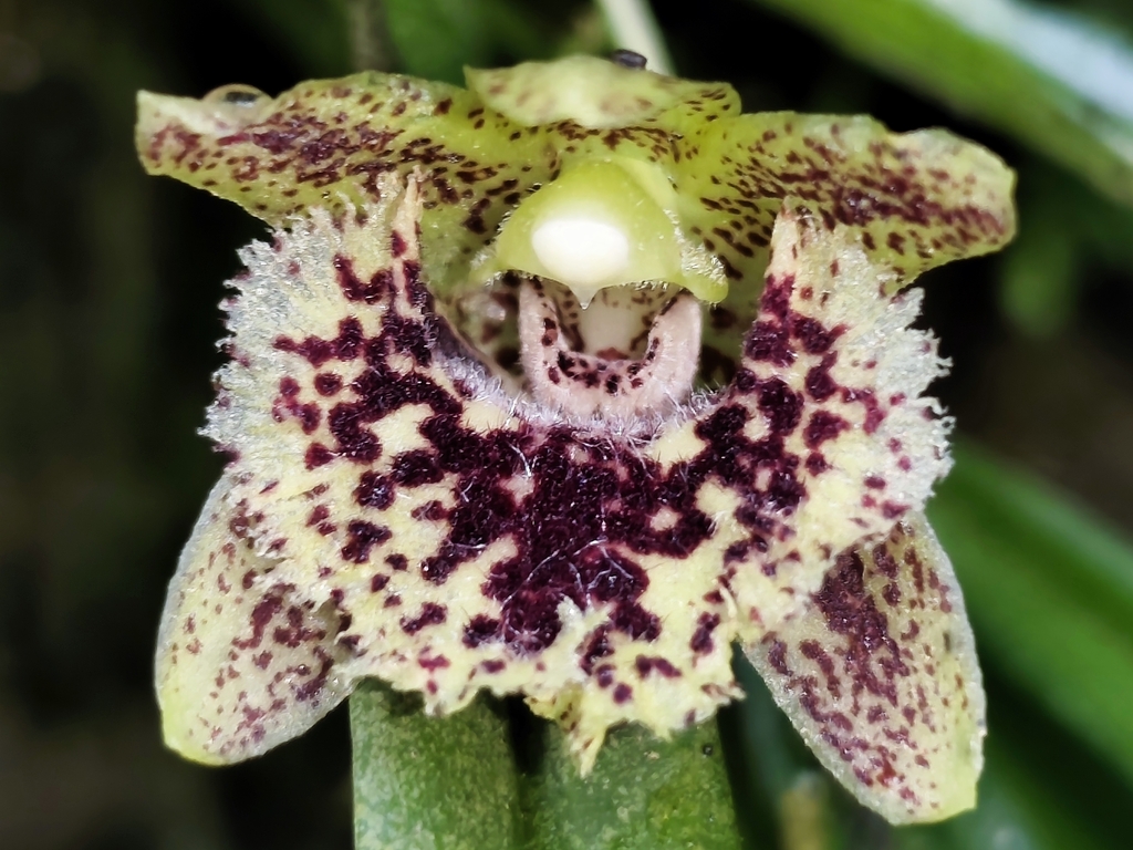 Kefersteinia aurorae