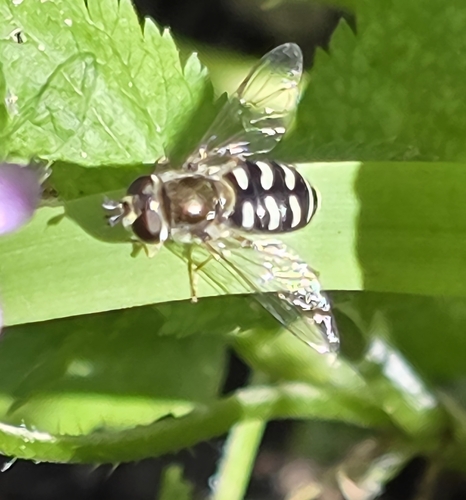 Unknown species found near Plaza Bl & Manchester St, National City, CA 91950, USA
