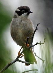 Brown-Headed Honeyeater photo 3