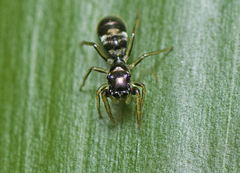 Damoetas