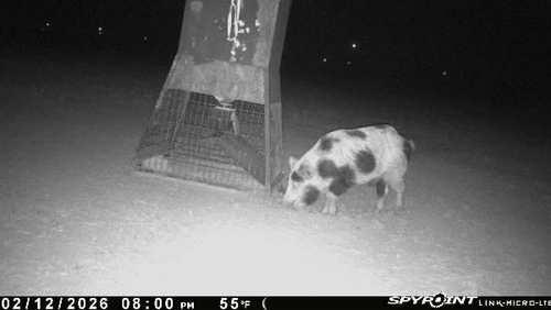 Wild Boar