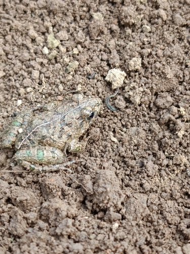 Rice field frog