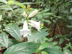 Asystasia gangetica