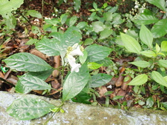 Asystasia gangetica