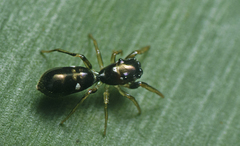 Damoetas