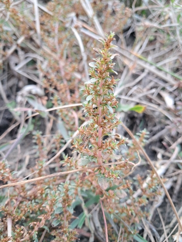 Indian rotala (Rotala indica)