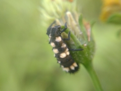 Cheilomenes sulphurea