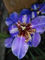 Trimezia coerulea