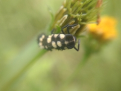 Cheilomenes sulphurea