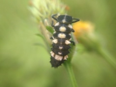 Cheilomenes sulphurea