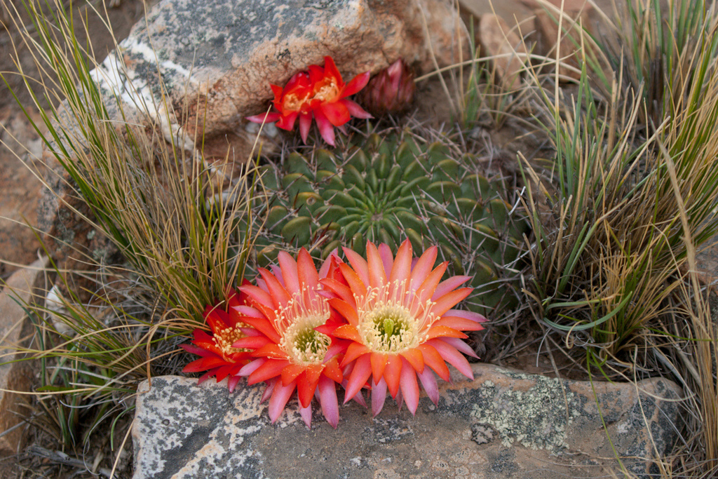 Lobivia chrysochete