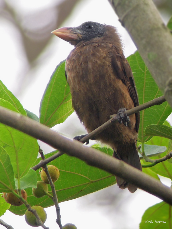 Naked-faced Barbet photo