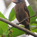 Naked-faced Barbet - Photo (c) Nik Borrow, some rights reserved (CC BY-NC)