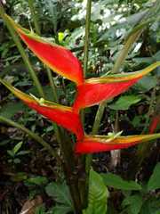 Heliconia stricta