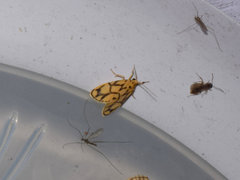 Miltochrista terminospota